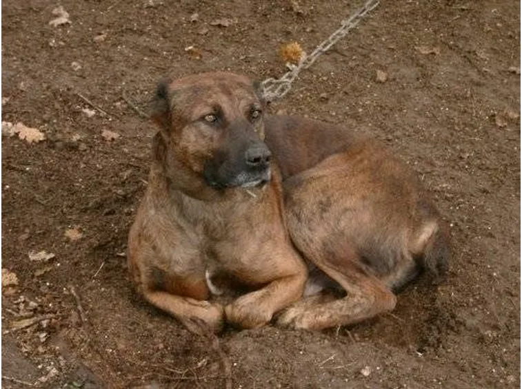Dogo Sardo