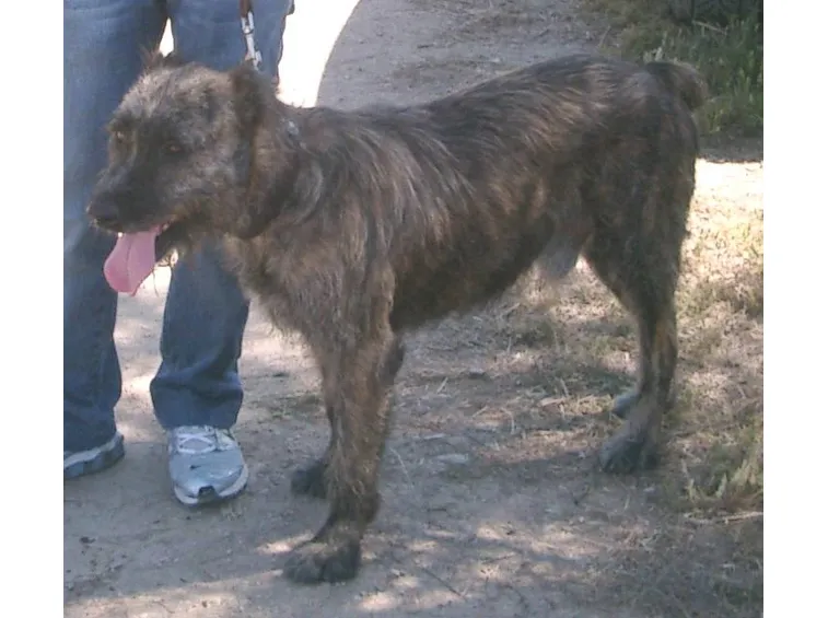 Dogo Sardo