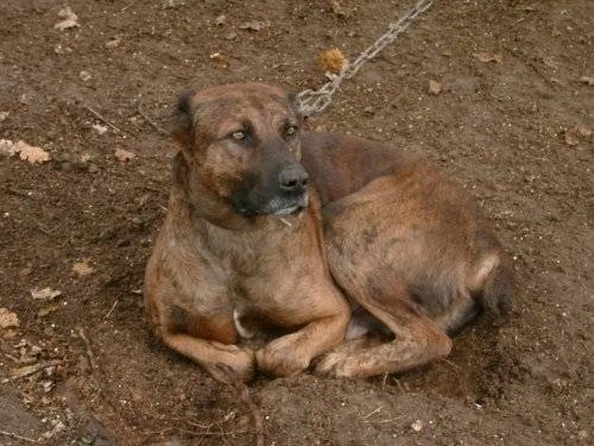 Dogo Sardo