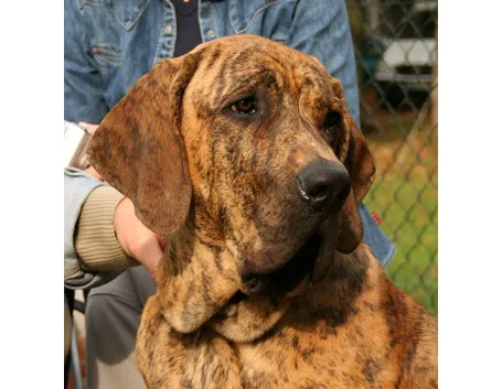 fila brasileiro