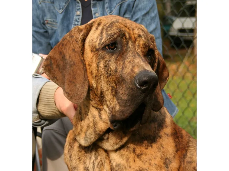 fila brasileiro