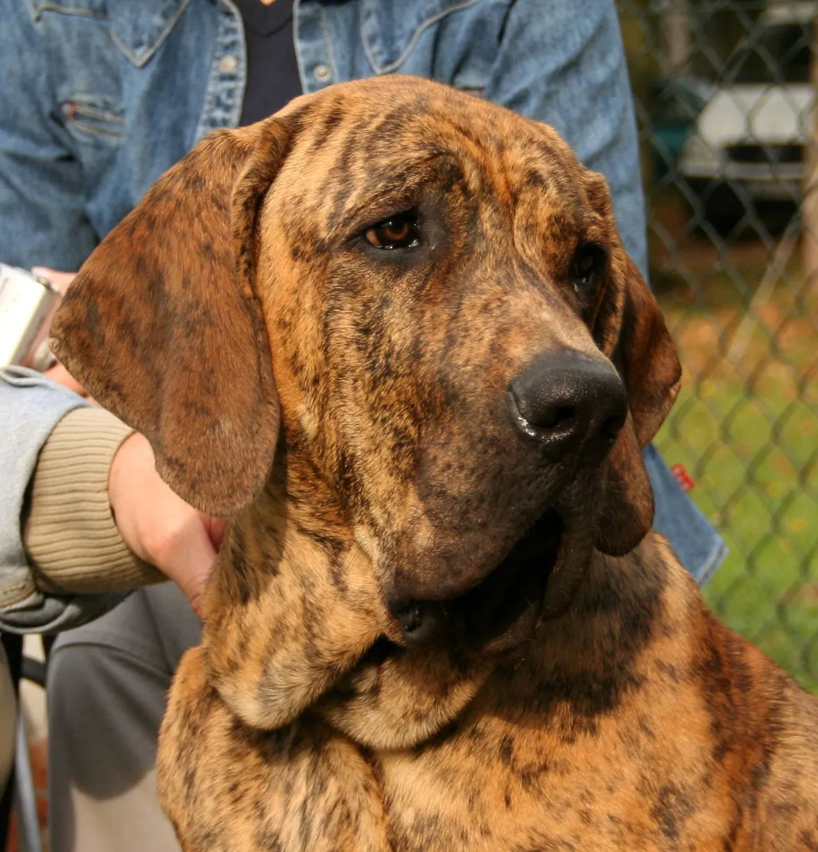 fila brasileiro