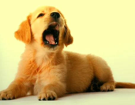 Golden retriever