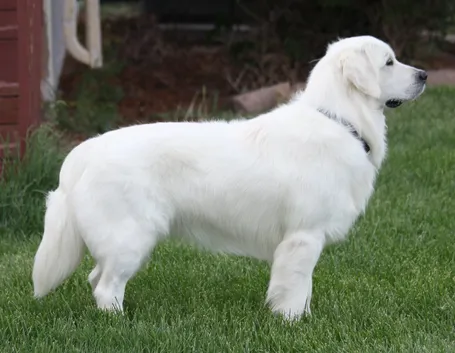 Golden Retriever bianco
