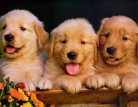 Cuccioli di golden retriever