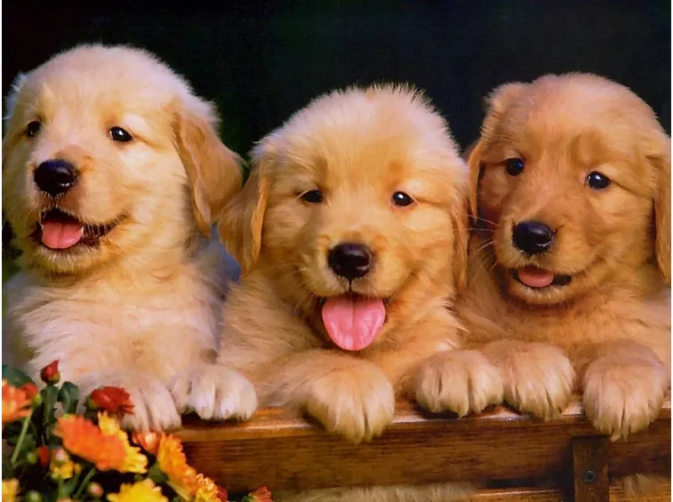 Cuccioli di golden retriever