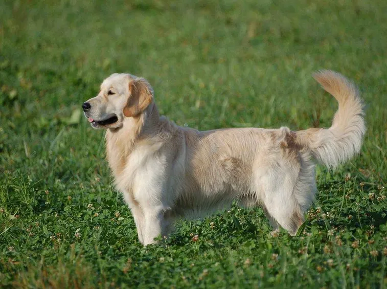 Golden retriever