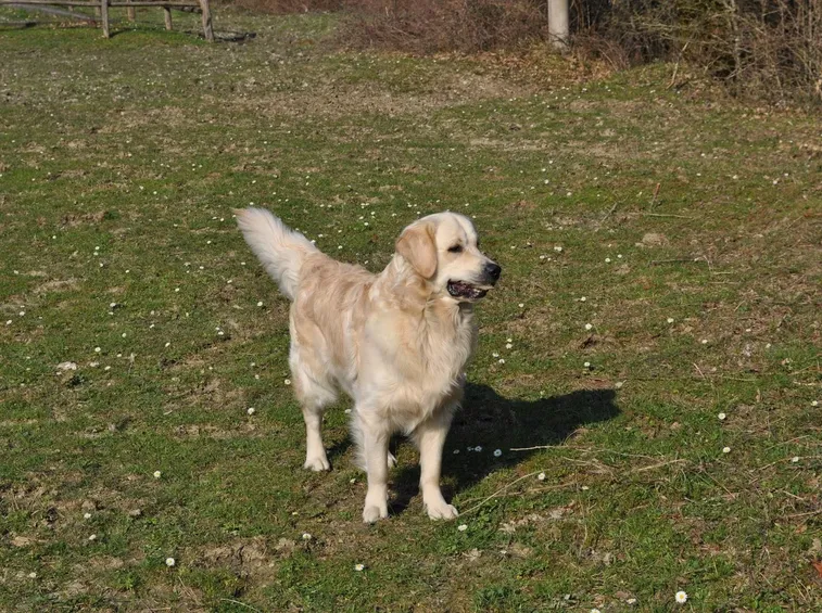 Golden retriever