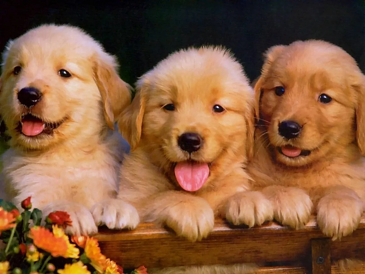 Cuccioli di golden retriever