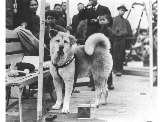 Immagine del vero Hachiko