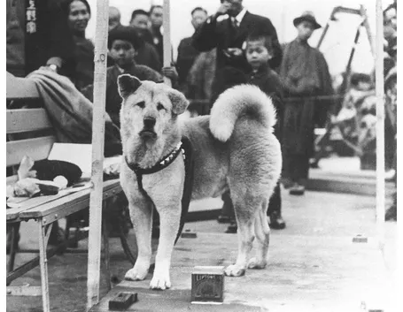 Immagine del vero Hachiko