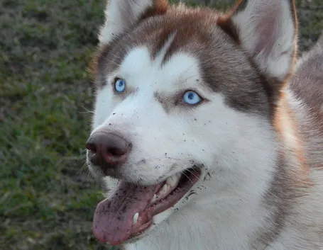 Husky malamute
