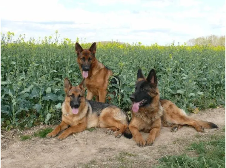 cani pastori belgi