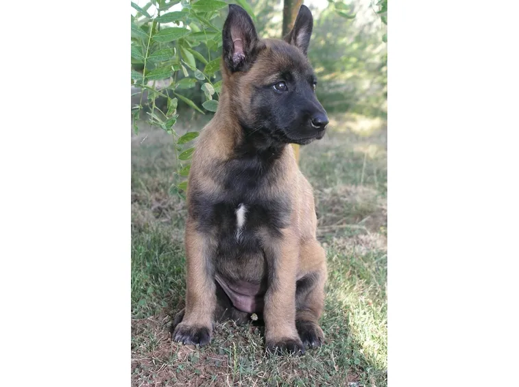 cucciolo di malinois