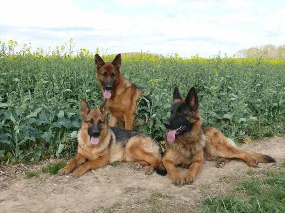 cani pastori belgi