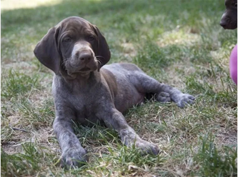 Cucciolo di bracco tedesco