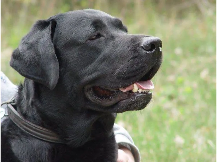 Labrador adulto