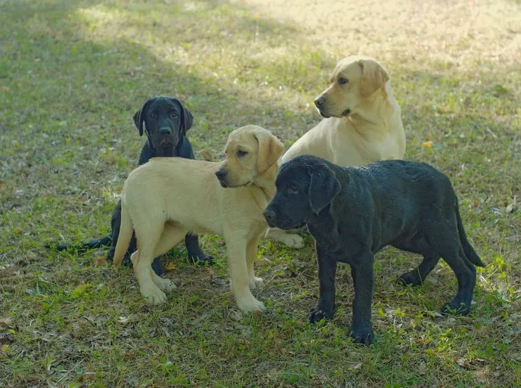 Labrador