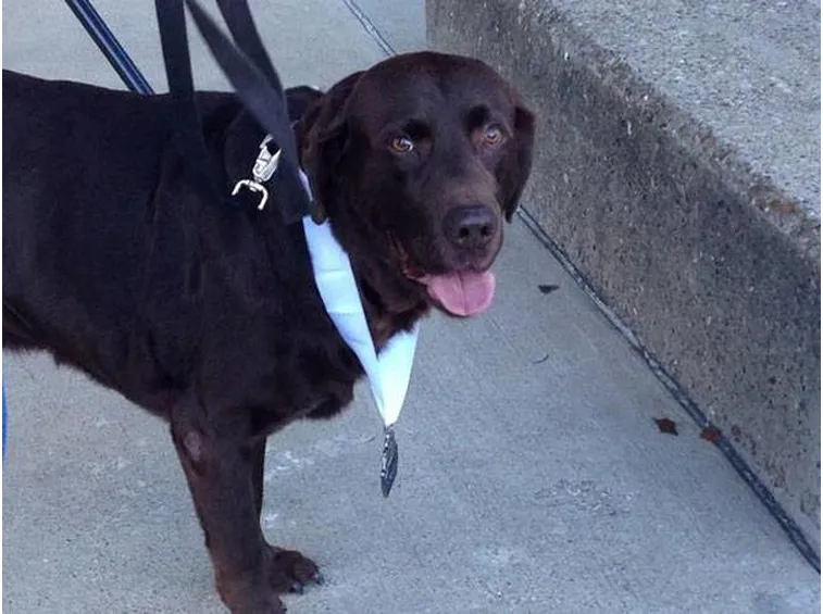 Labrador adulto