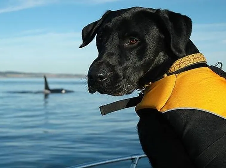 Labrador al mare