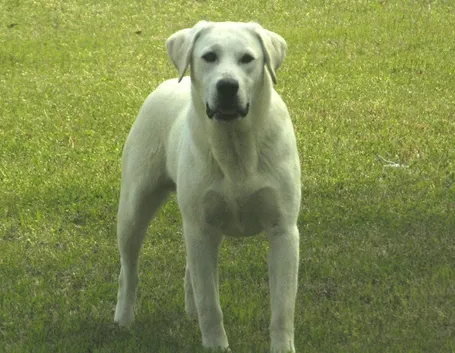 Labrador bianco adulto