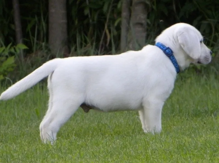 Labrador bianco cucciolo