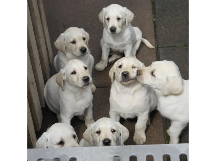 Cuccioli di labrador
