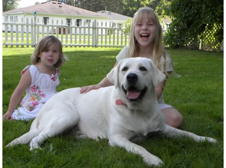 Labrador bianco