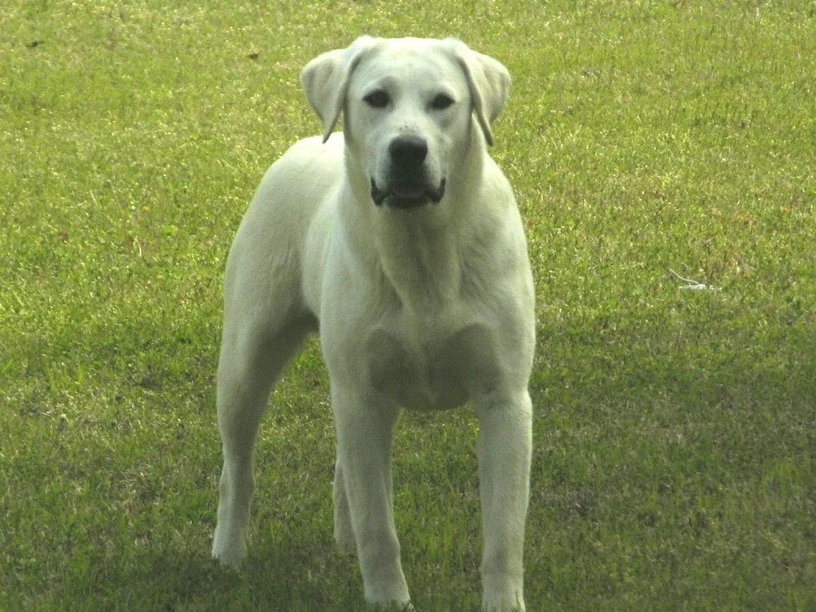 Labrador bianco adulto