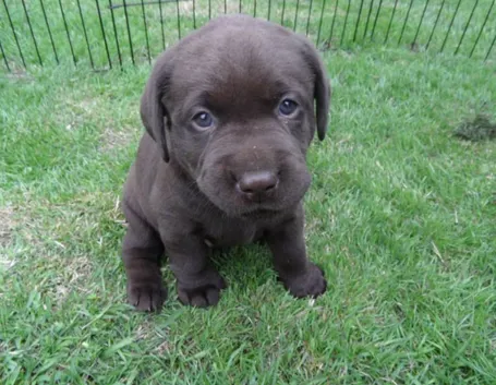 labrador cioccolato