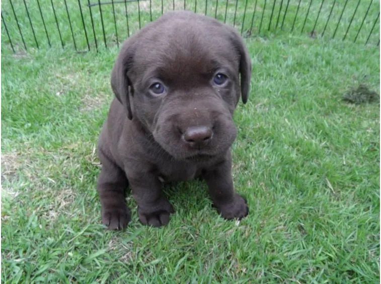 labrador cioccolato