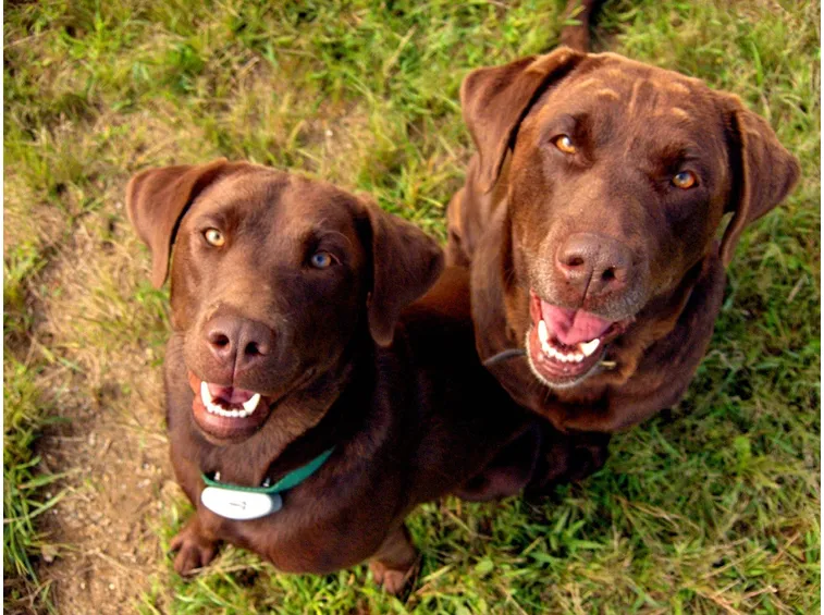Labrador cioccolato