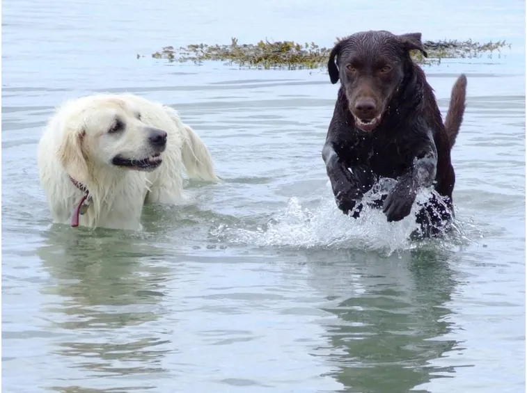 Volete far divertire il vostro labrador? Portatelo a fare il bagno!