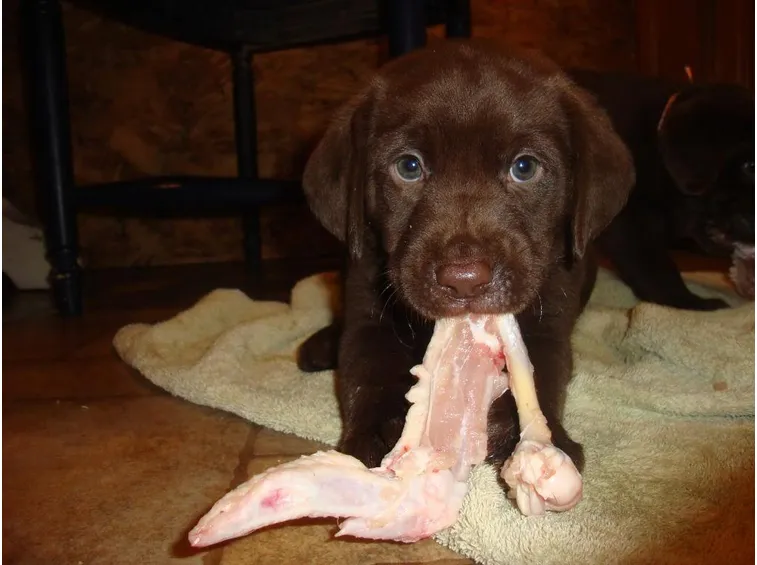 L'alimentazione è molto importante per la salute e la votalità del tuo labrador