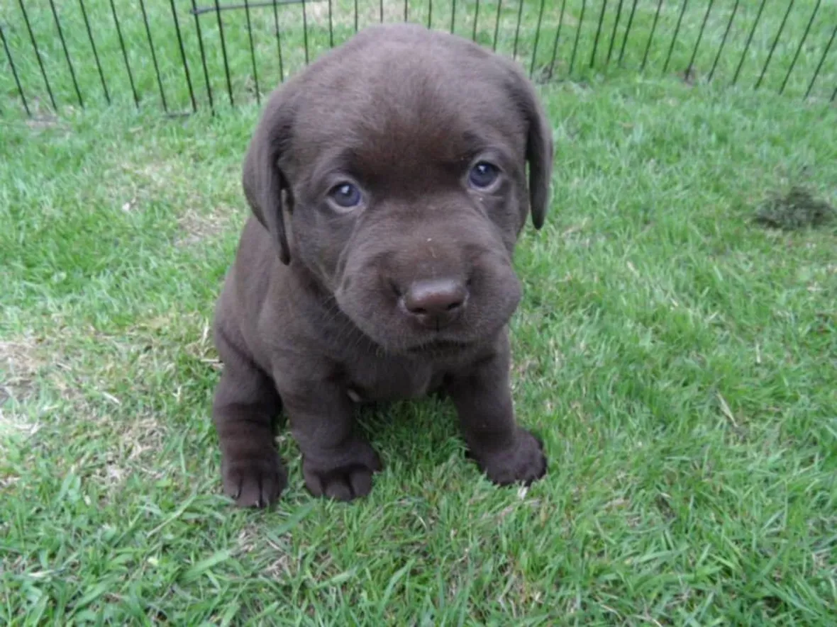 labrador cioccolato