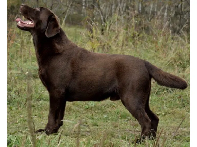 Labrador marrone maschio