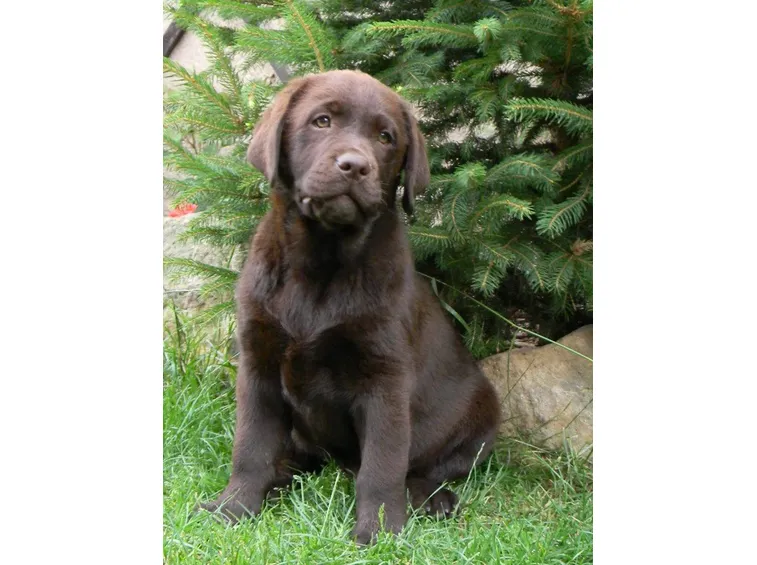 Cucciolo di labrador marrone