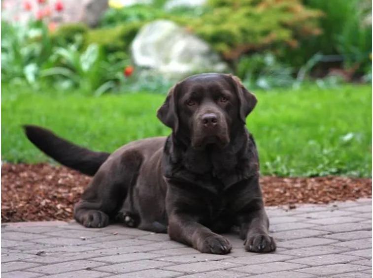 Femmina di labrador marrone