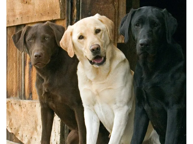 Le tre colorazioni del Labrador