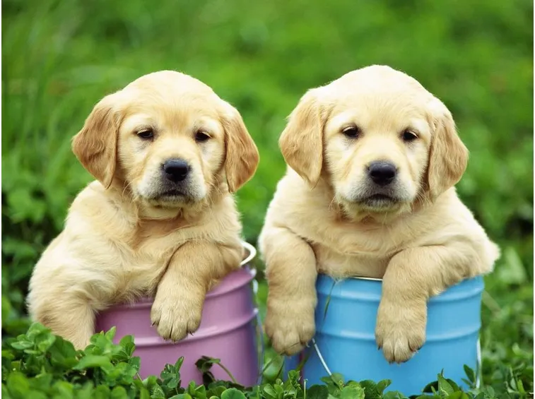 Cuccioli di Labrador Retriever