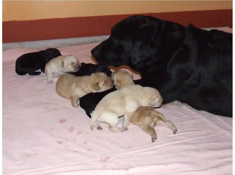 Cuccioli di Labrador Retriever