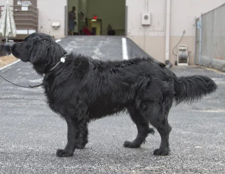 Labrador a pelo lungo