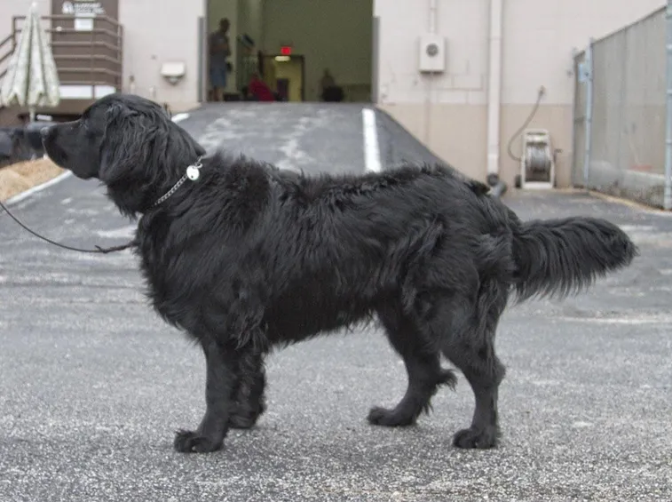 Labrador a pelo lungo