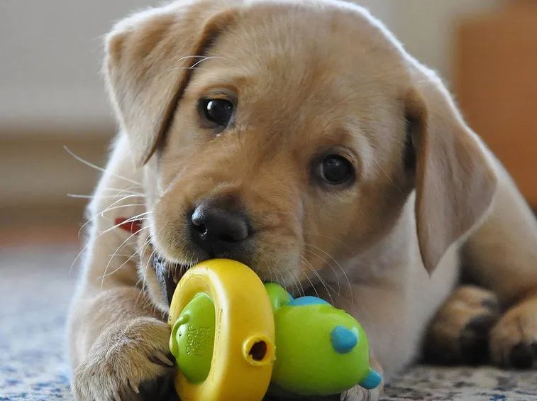 Labrador cucciolo