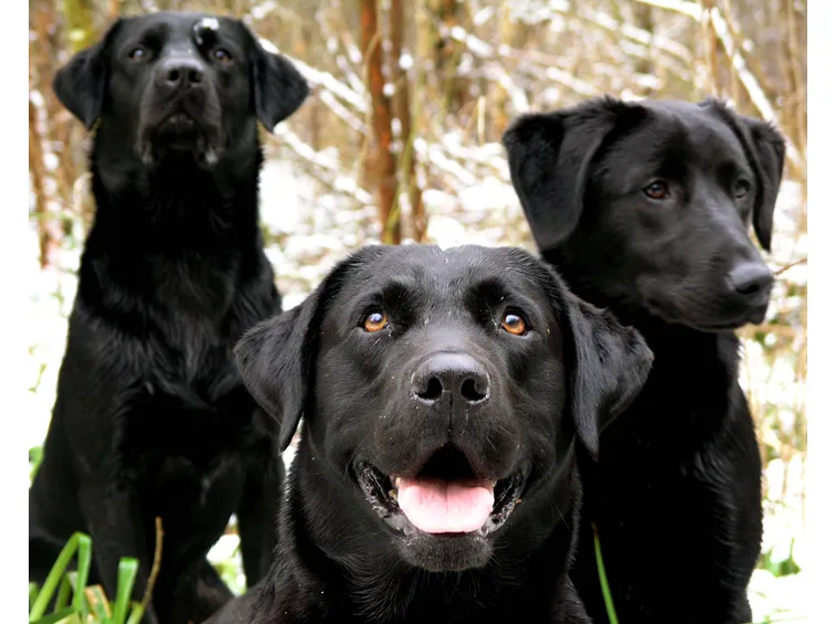 Labrador neri