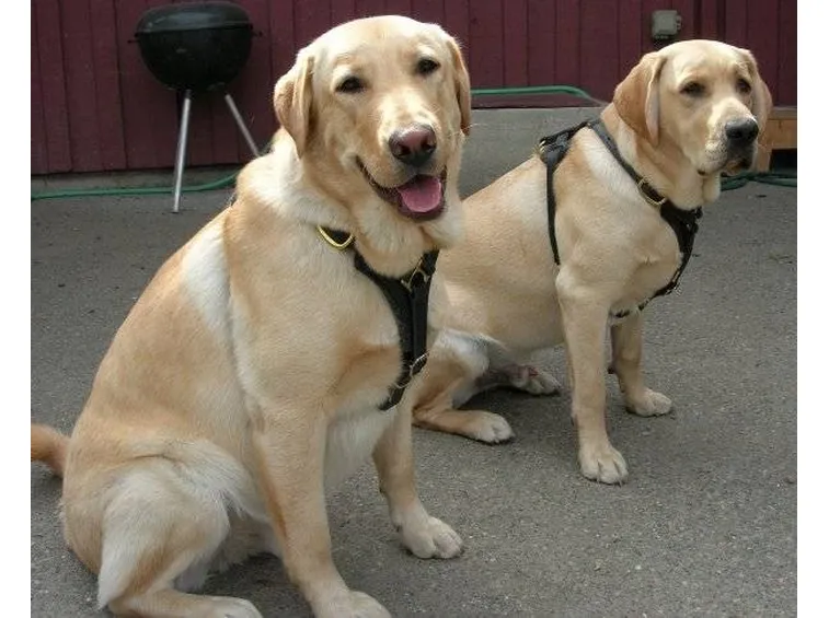 labrador