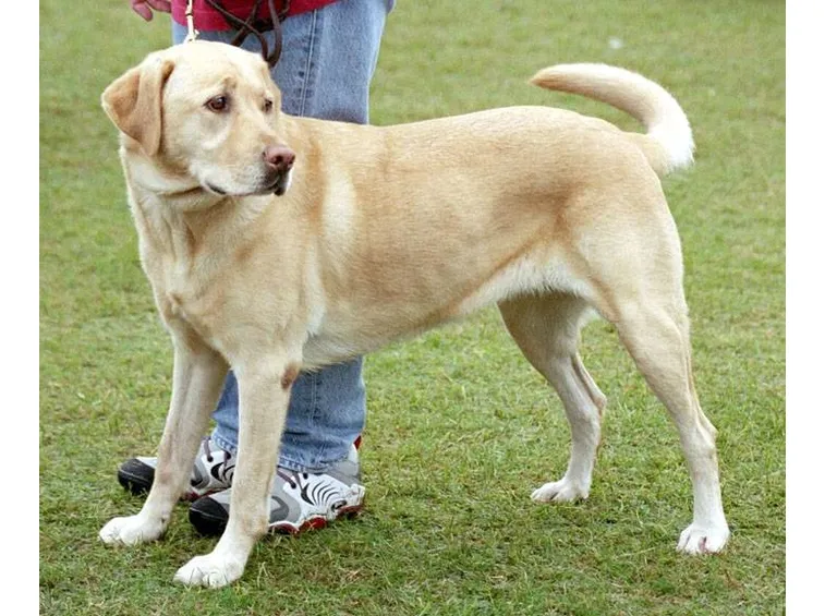 labrador