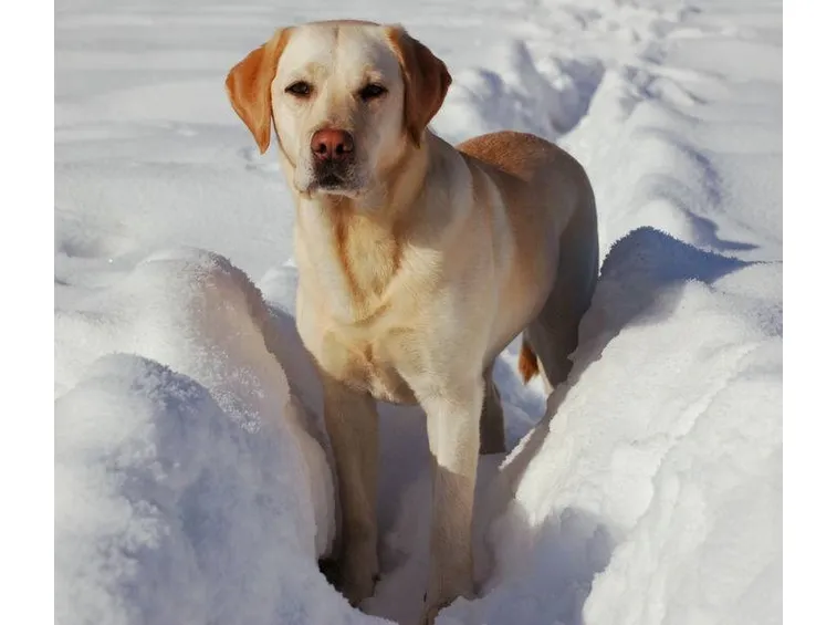 labrador