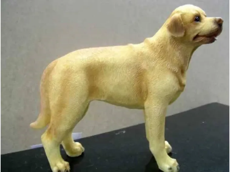 labrador