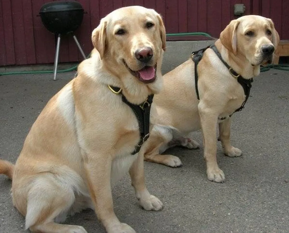 labrador